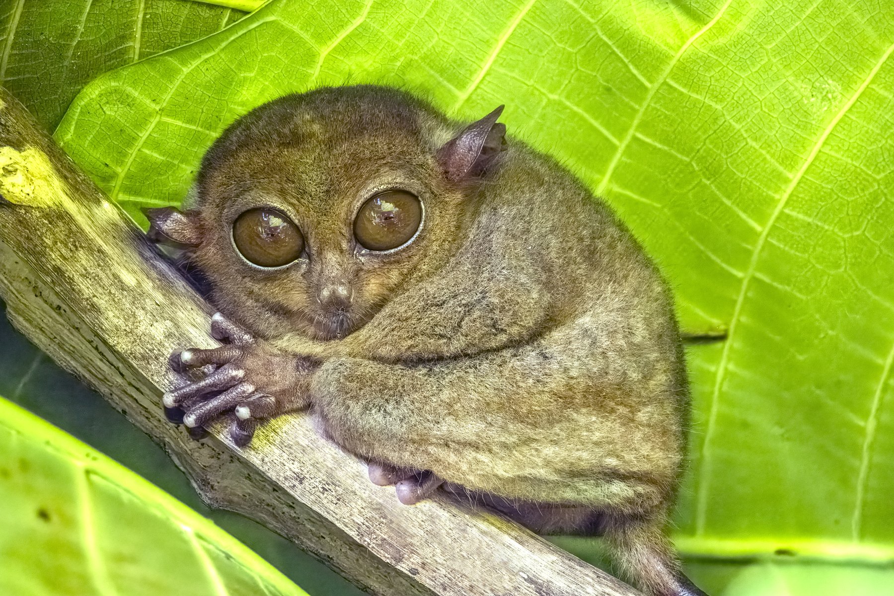 菲律宾眼镜猴体形很小、夜间活动,对噪声和闪光非常敏感。