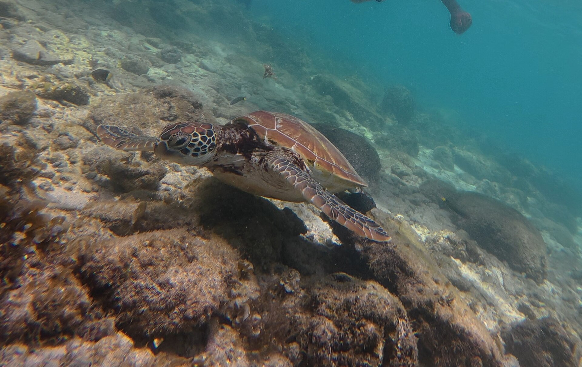 绿海龟常在近岸海草与礁区觅食。保持距离,不追、不摸,也不要挡住它上浮换气的路线。